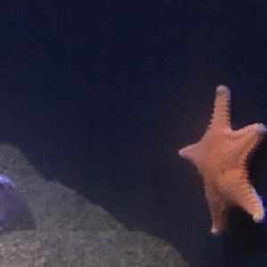 Meet your Posher, Max